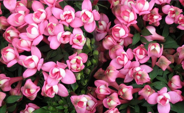 breast-cancer-awareness1 - Copy (2)